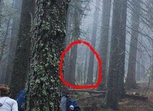 Неизвестная сущность в лесу