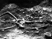 Скелет гиганта 2.3 метра