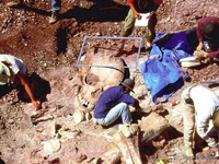Раскопки скелета гиганта