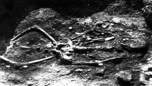Скелет гиганта 2.3 метра