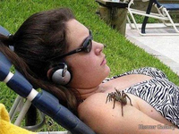 Ядовитый паук на руке девушки