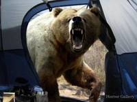 Нападение медведя гризли