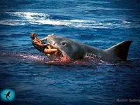 Нападение большой белой акулы