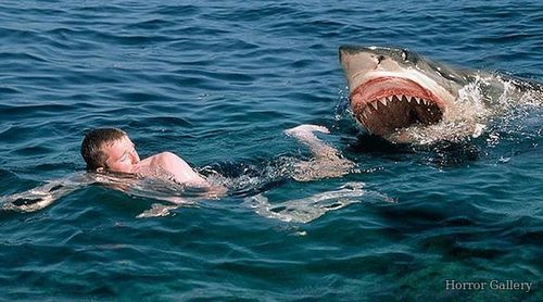Нападение акулы на купальщика