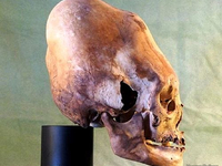 Вытянутый череп на подставке