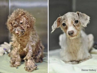 Собака до и после спасения (30)