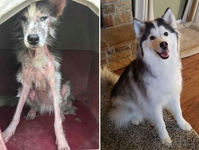 Собака до и после спасения (16)