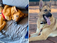 Собака до и после спасения (15)
