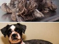 Собака до и после спасения (44)