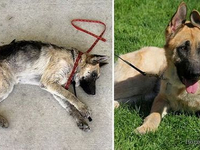Собака до и после спасения (31)