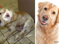 Собака до и после спасения (40)