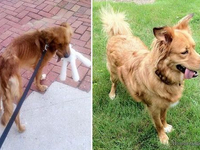 Собака до и после спасения (36)