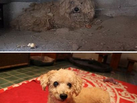 Собака до и после спасения (33)
