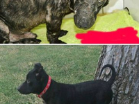 Собака до и после спасения (25)
