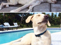 Собака до и после спасения (29)