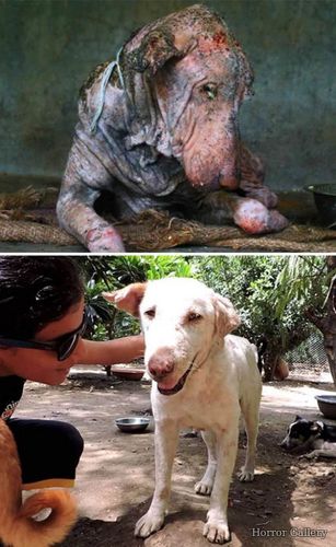 Собака до и после спасения (42)