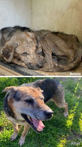 Собака до и после спасения (21)