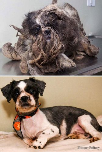 Собака до и после спасения (44)