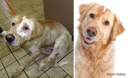 Собака до и после спасения (40)
