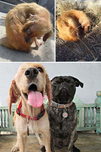 Собака до и после спасения (45)
