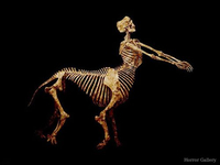 Скелет кентавра