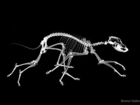 Восьминогая собака. Рентген