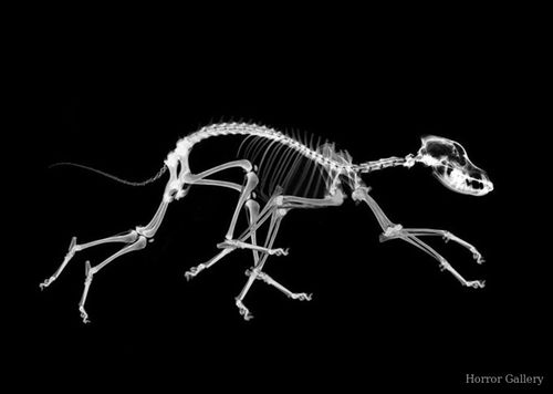 Восьминогая собака. Рентген