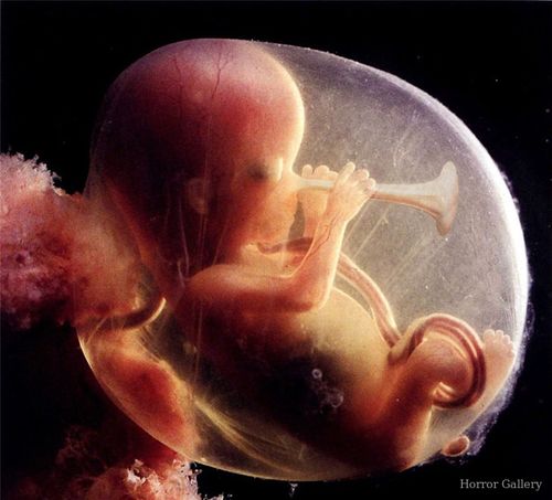 Эмбрион с дудочкой