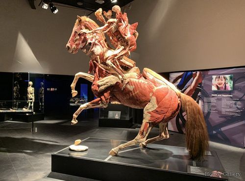 Гюнтер фон Хагенс (136)