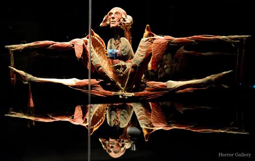 Гюнтер фон Хагенс (129)