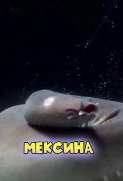 5 самых страшных животных