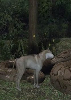 Гигантский питон, волк